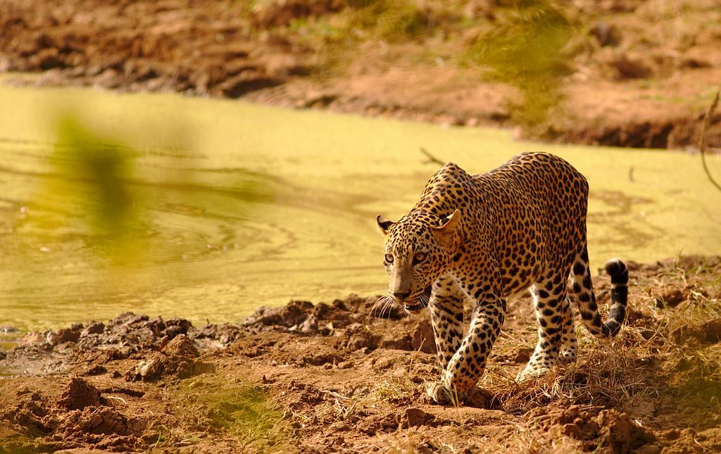 Naturehawks Safari Villa Tissamaharama Exteriér fotografie