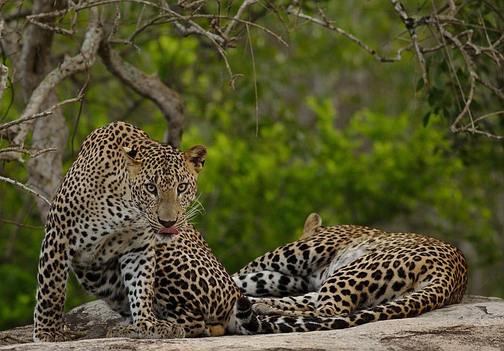 Naturehawks Safari Villa Tissamaharama Exteriér fotografie
